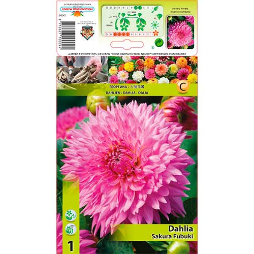 Georgína Sakura Fubuki obrázok 1 artikel 76221