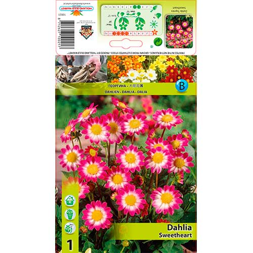 Georgína Sweetheart obrázok 1 artikel 76577