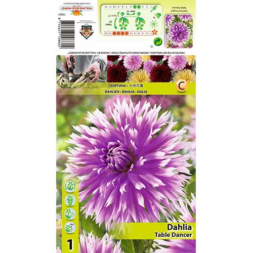 Georgína Table dancer obrázok 1 artikel 70382