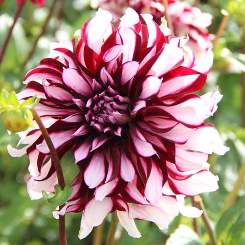 Georgína Tartan obrázok 1 artikel 70381