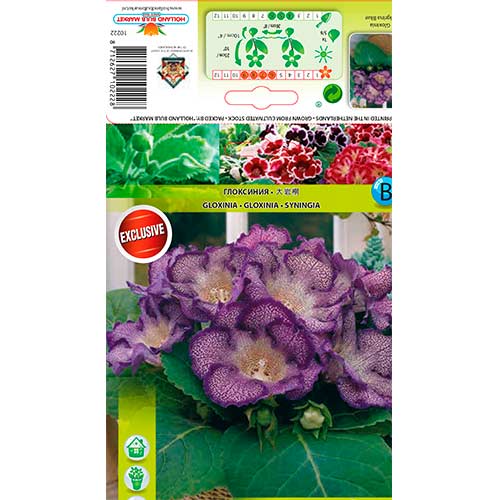 Gloxínia Tigrina Blue obrázok 1 artikel 76261