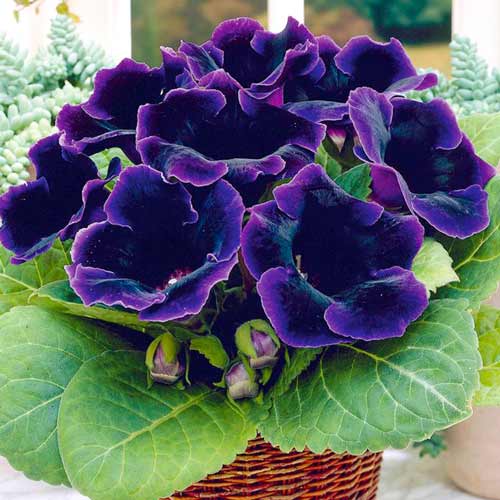 Gloxínia Violacea obrázok 1 artikel 70408