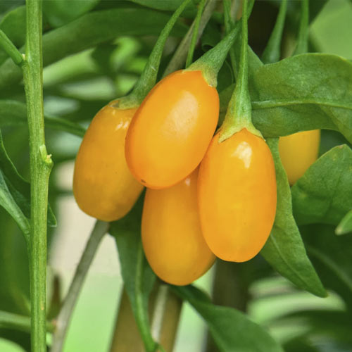 Godji Amber Sweet Goji ®, С2 artikel fotografia 1 Godji Amber Sweet Goji ®, С2 obrázok 1 artikel 8206