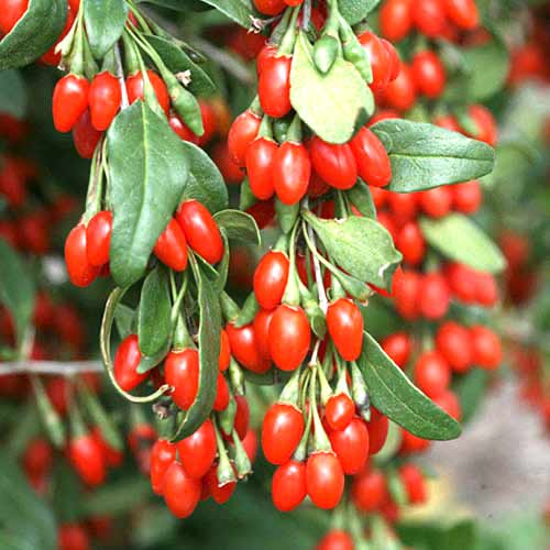 Godji (Lycium) obrázok 1 artikel 77817