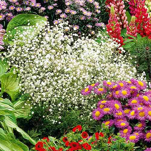 Gypsomilka plnokvetá biela obrázok 1 artikel 96538