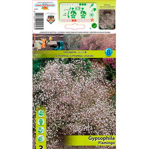 Gypsophila Flamingo obrázok 1 artikel 76587