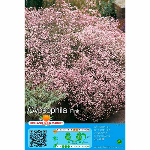 Gypsophila Pink obrázok 1 artikel 76453