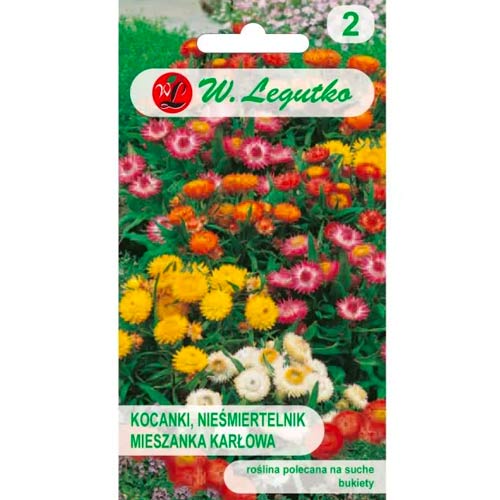 Helichrysums trpaslík Tom Thumb, zmes obrázok 1 artikel 78569