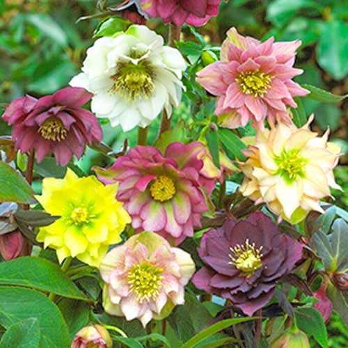 Helleborus Double Ellen Mixed obrázok 1 artikel 70459