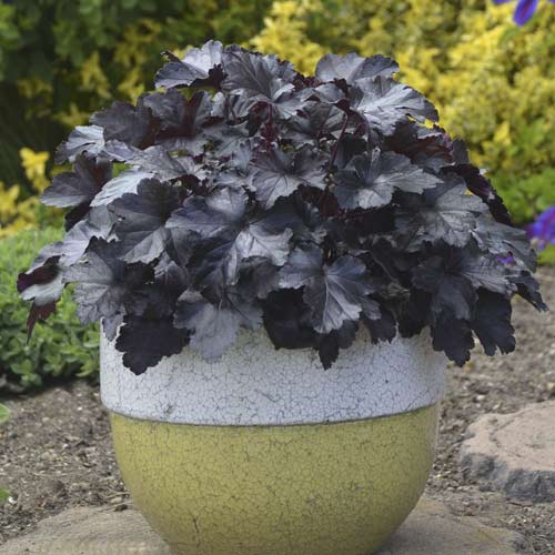 Heuchera Black Pearl, C2 obrázok 1 artikel 8538