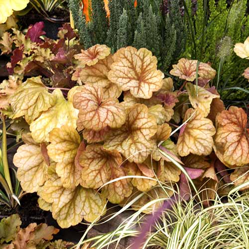 Heuchera Champagne, C2 artikel fotografia 1 Heuchera Champagne, C2 obrázok 1 artikel 8539