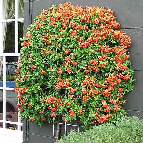 Hlohyňa Golden Charmer obrázok 1 artikel 4110