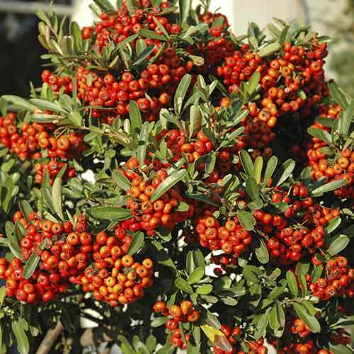 Hlohyňa Orange Glow obrázok 1 artikel 4111