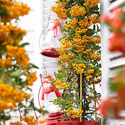 Hlohyňa Soleil d'Or obrázok 1 artikel 4768