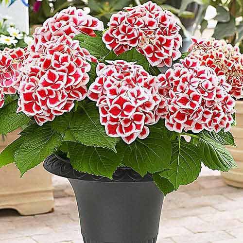 Hortenzia Bicolor Red-White artikel fotografia 1 Hortenzia Bicolor Red-White obrázok 1 artikel 76696