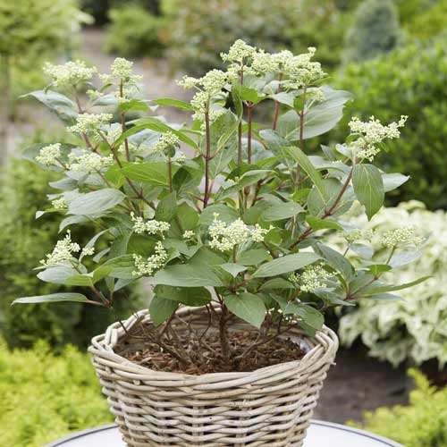 Hortenzia metlinatá Early Harry PBR, C3 obrázok 1 artikel 8542