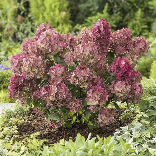 Hortenzia metlinatá Great star ®, С4,5 obrázok 1 artikel 7720