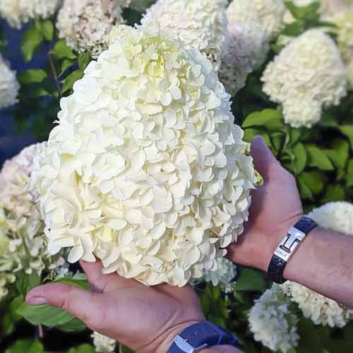 Hortenzia metlinatá Hercules PBR, С2 obrázok 1 artikel 8221