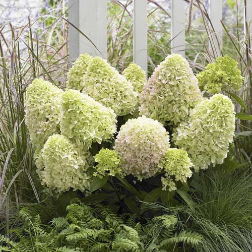 Hortenzia metlinatá Little Fresco PBR, С2 obrázok 1 artikel 8223