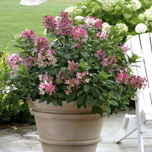Hortenzia metlinatá Little Quick Fire PBR, C3 obrázok 1 artikel 8544