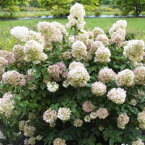 Hortenzia metlinatá Magical Candle PBR, C3 artikel fotografia 1 Hortenzia metlinatá Magical Candle PBR, C3 obrázok 1 artikel 8545