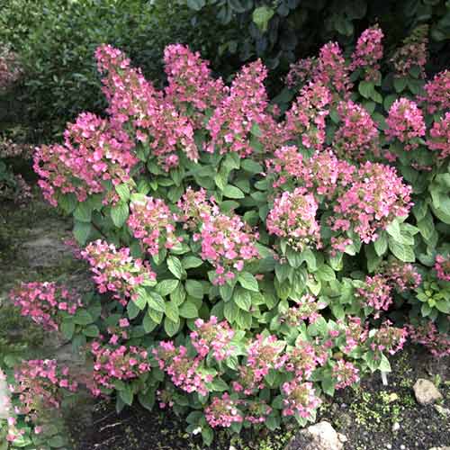 Hortenzia metlinatá Magical Fire PBR, C3 obrázok 1 artikel 8546