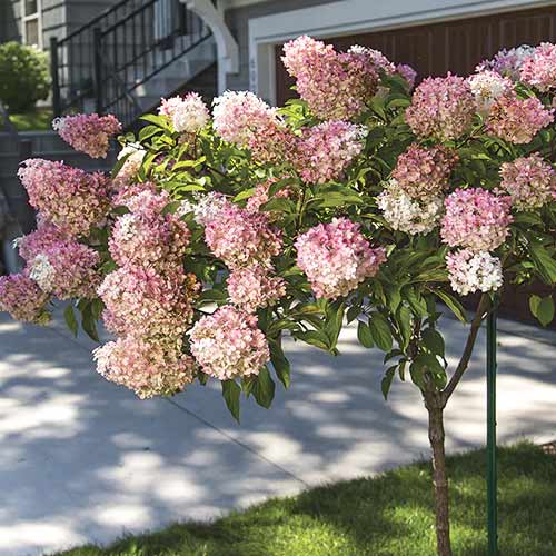 Hortenzia metlinatá Pink Queen, С7,5 obrázok 1 artikel 7708