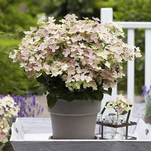 Hortenzia metlinatá Polestar PBR, С2 obrázok 1 artikel 8226