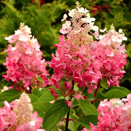 Hortenzia metlinatá Red Star obrázok 1 artikel 5647