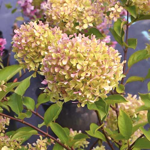 Hortenzia metlinatá Romantic ace ®, С4,5 obrázok 1 artikel 7723