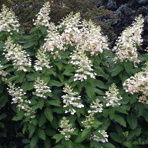 Hortenzia metlinatá Tardiva artikel fotografia 1 Hortenzia metlinatá Tardiva obrázok 1 artikel 4057