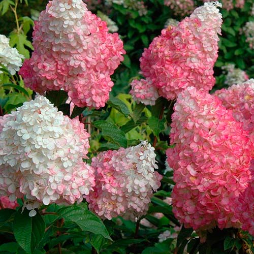 Hortenzia metlinatá Vanille Fraise obrázok 2 artikel 9038