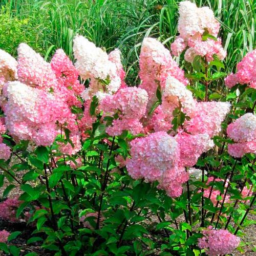 Hortenzia metlinatá Vanille Fraise obrázok 3 artikel 9038