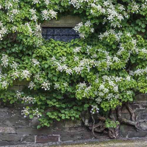 Hortenzia popínavá Take a chance ®, С2 obrázok 1 artikel 8220