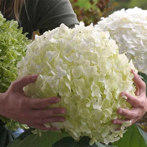 Hortenzia stromčekovitá Strong Annabelle obrázok 1 artikel 5605