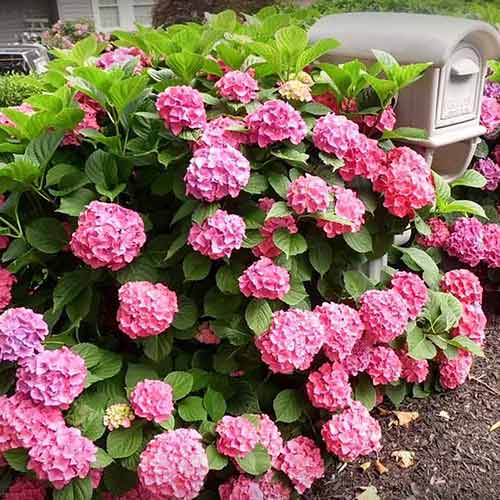 Hortenzia veľkolistá Freudenstein obrázok 1 artikel 4051