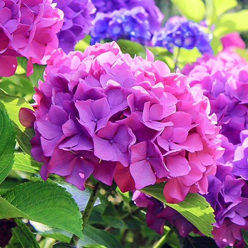 Hortenzia veľkolistá Hamburg, P9 obrázok 1 artikel 9566