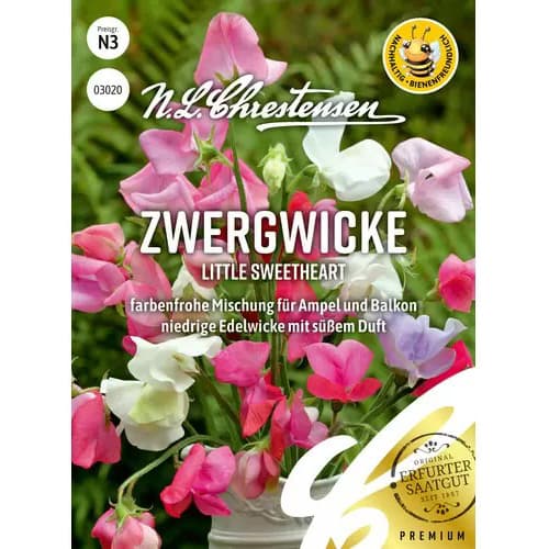 Hrach voňavý Little Sweetheart obrázok 1 artikel 87352