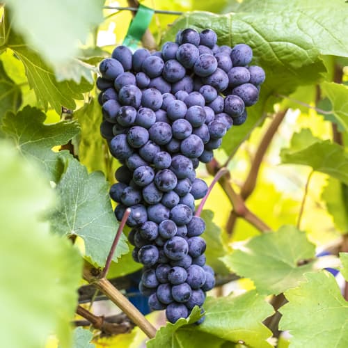 Hrozno Alden obrázok 1 artikel 6957