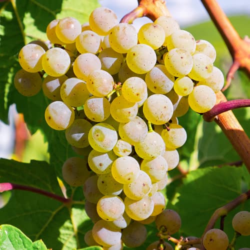 Hrozno Bianca, Р9 obrázok 1 artikel 7334