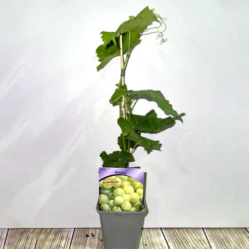 Hrozno Bianca, Р9 obrázok 2 artikel 7334