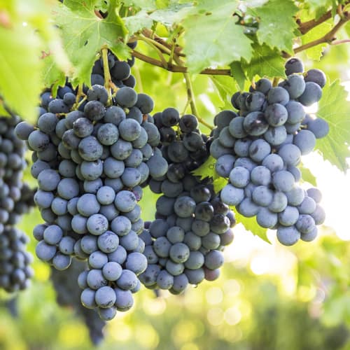 Hrozno Boskoop Glory obrázok 1 artikel 5561