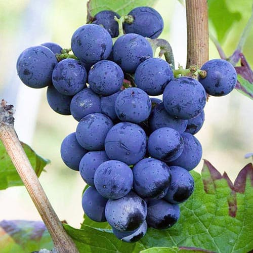 Hrozno Cabernet Cortis obrázok 1 artikel 4898