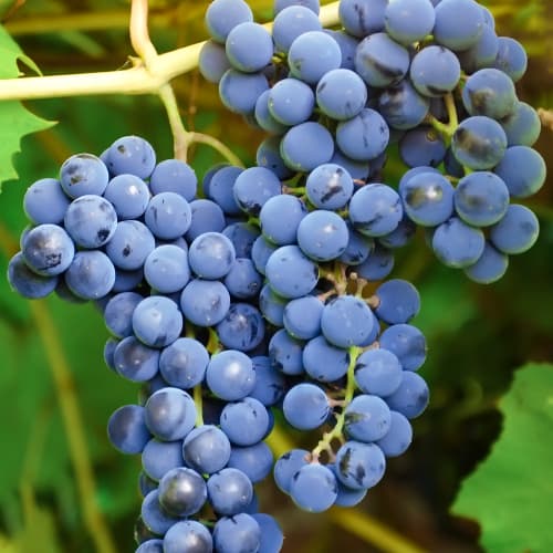 Hrozno Cascade, Р9 obrázok 1 artikel 7374