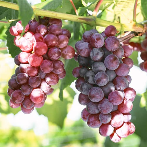 Hrozno Chrupka Pink obrázok 1 artikel 5562