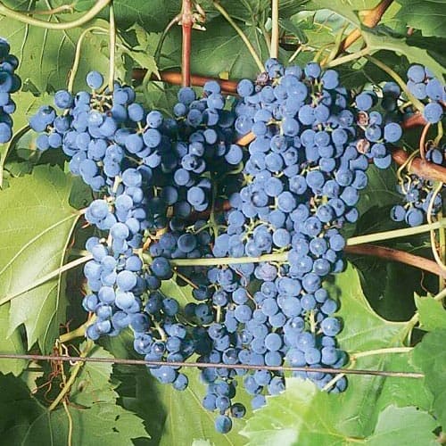 Hrozno Frontenac obrázok 1 artikel 4899