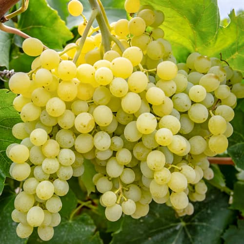 Hrozno Iza Zaliwska artikel fotografia 1 Hrozno Iza Zaliwska obrázok 1 artikel 5563