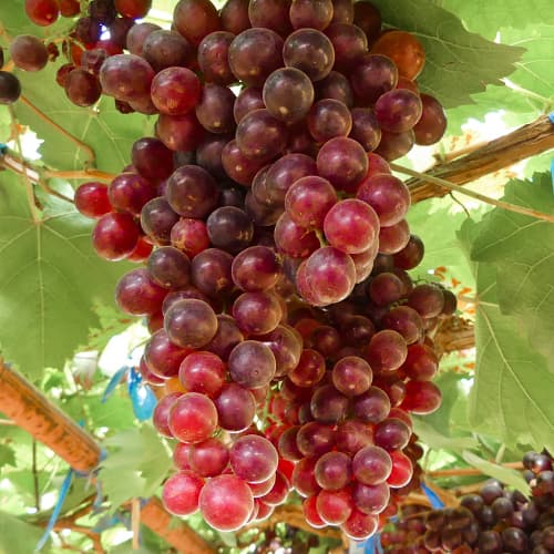 Hrozno Kalina Red, Р9 obrázok 1 artikel 4897