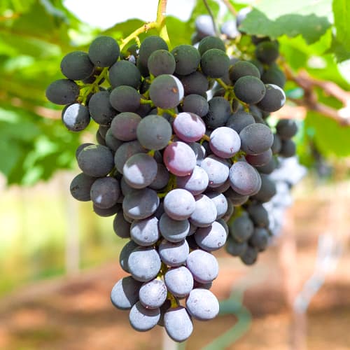 Hrozno Kodrianka, Р9 obrázok 1 artikel 7339