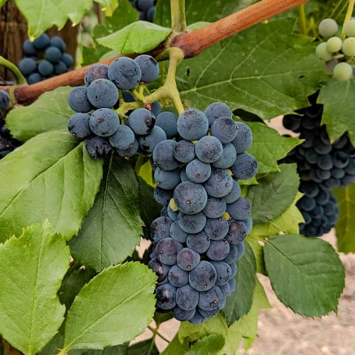 Hrozno Marechal Foch obrázok 1 artikel 6949